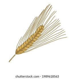 Ears of Wheat, Barley or Rye vector visual graphic icons, ideal for bread packaging, beer labels etc. Vector illustration