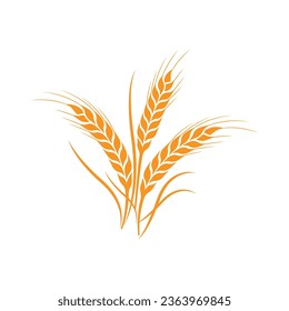 ears of wheat, Barley or Rye vector  illustration 