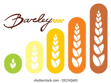 Ears of Wheat, Barley or Rye vector design
