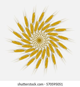Ears of wheat, barley or rye are woven into one bundle. Vektornaya Illustration, icon, symbol Compact, cereals harvested a new crop off. Illustration for your projects.