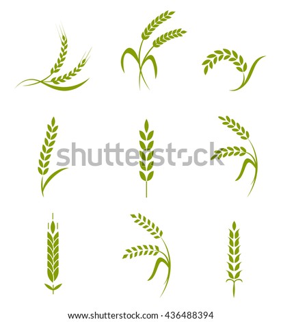 Ears of wheat bread symbols. Organic , agriculture seed, plant and food, natural eat. Vector illustration.