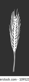 Ears of wheat. Chalk sketch on blackboard. Hand drawn vector illustration. Retro style.