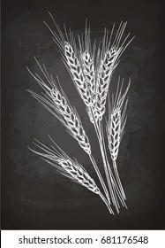 Ears of wheat. Chalk sketch on blackboard. Hand drawn vector illustration. Retro style.