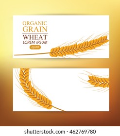 Ears of wheat. Design Banner Template. Vector illustration.