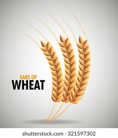 Ears of wheat design, eps 10 vector illustration.