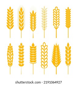Ears of wheat, ear of rye, spikelet set vector. Cereals plant icons in flat style for cafe, product package. Oats and barley symbols, bio products logo. 