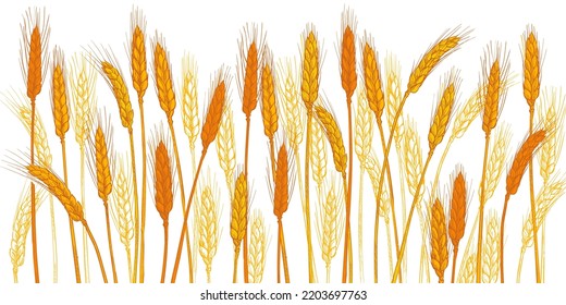 Ears of wheat. Farm field. Barley cereals harvest, spike, grain, corn, agriculture, organic farming, healthy food symbol. Bakery design element. Hand drawn realistic vector illustration