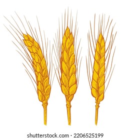 Ears of wheat. Farm field. Barley cereals harvest, spike, grain, corn, agriculture, organic farming, healthy food symbol. Bakery design element. Hand drawn realistic vector yellow illustration