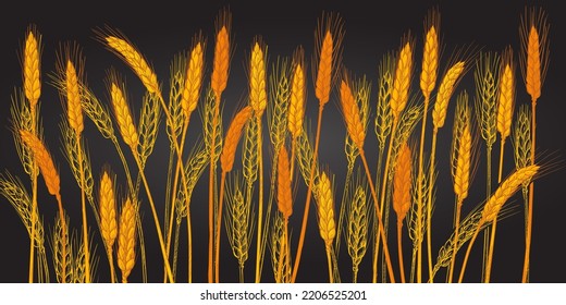 Ears of wheat. Farm field. Barley cereals harvest, spike, grain, corn, agriculture, organic farming, healthy food symbol. Bakery design element. Hand drawn realistic vector yellow illustration