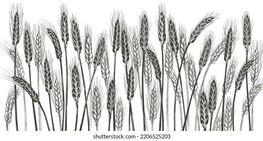 Ears of wheat. Farm field. Barley cereals harvest, spike, grain, corn, agriculture, organic farming, healthy food symbol. Bakery design element. Hand drawn realistic vector illustration