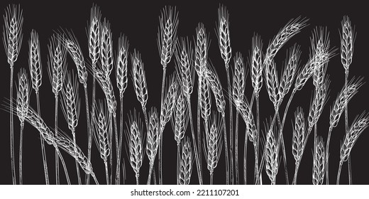 Ears of wheat. Farm field. Barley cereals harvest, spike, grain, corn, agriculture, organic farming, healthy food symbol. Bakery design element. Hand drawn realistic vector illustration