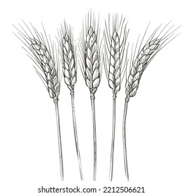Ears of wheat. Farm field. Barley cereals harvest, spike, grain, corn, agriculture, organic farming, healthy food symbol. Bakery design element. Hand drawn realistic black vector illustration