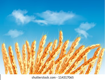Ears of wheat in front of blue sky. Vector illustration.