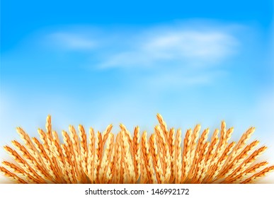 Ears of wheat in front of blue sky. Vector illustration. 