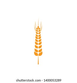 Ears of wheat in front of white background.