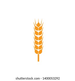 Ears of wheat in front of white background.