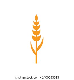 Ears of wheat in front of white background.