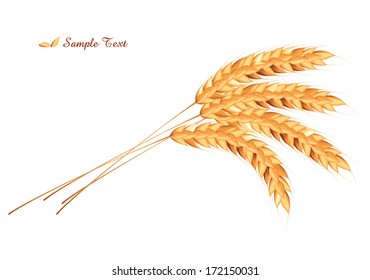 Ears of wheat in front of white background. Vector 