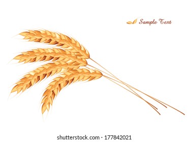 Ears of wheat in front of white background. Vector 