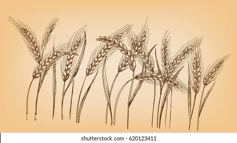 Ears of wheat in graphic style