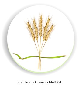 Ears of wheat and green ribbons on white background.