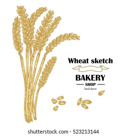 Ears of wheat. Hand drawn cereal. Bakery vector illustration