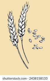 Espigas de trigo dibujado a mano, ilustración vectorial 