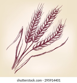 Ears of wheat hand drawn vector illustration realistic sketch