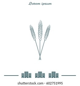 Ears of Wheat icon. vector illustration