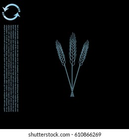 Ears of Wheat icon. vector illustration