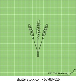 Ears of Wheat icon. vector illustration