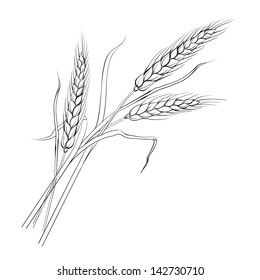 Ears of wheat. Iloated over white. Vector illustration.