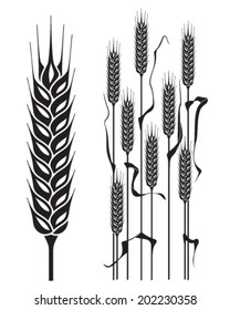 Ears of wheat isolated 