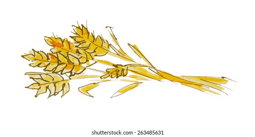 Ears of wheat isolated on white background