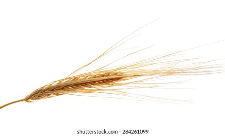 orejas de trigo aisladas en blanco, vector