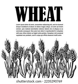 Ears of wheat isolated vector sketch hand drawn illustration, bakery shop background with ears of wheat, title and text layout.