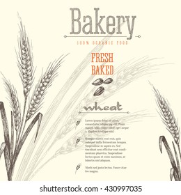 Ears of wheat isolated vector sketch hand drawn illustration, bakery shop background with ears of wheat, title and text layout.