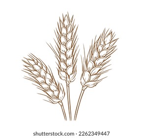 Ears of wheat logo sketch hand drawn in doodle style Agriculture illustration