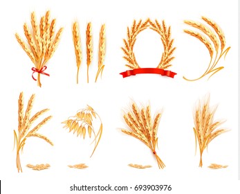 Ears of wheat, oat, rye and barley. Vector illustration.