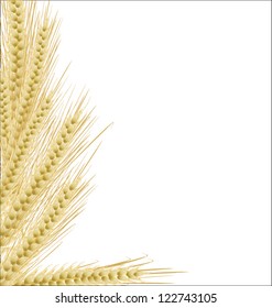 Ears of wheat on isolated white background