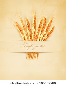 Ears of wheat on old paper background. Vector illustration