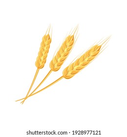 Ears of wheat or rice. Agricultural wheat spikelets symbols isolated on white background. Organic farm, crop seed bread packaging or beer label. Wheat spikelets vector.