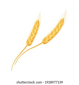 Ears of wheat or rice. Agricultural wheat spikelets symbols isolated on white background. Organic farm, crop seed bread packaging or beer label. Wheat spikelets vector.