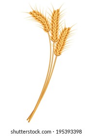 Ears of wheat, rye or barley. Vector illustration.