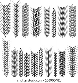 Ears of wheat and rye. Decorative ?ollection. Vector illustration.