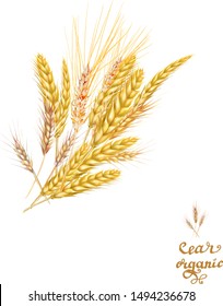 ears of wheat rye detailed vector illustration