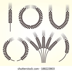 Ears of wheat and rye set. Vector 