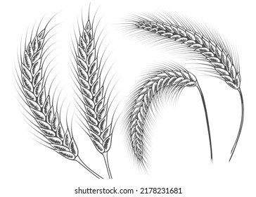 Ears of wheat set. Sketch botanical illustration. Isolated on white background. Vector