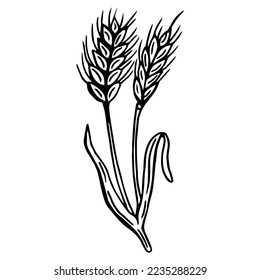Ears of wheat set. Sketch botanical illustration. Isolated on white background. Vector