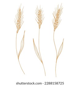 Ears of wheat, spelt. Heap of ears of wheat, dried whole grains. Cereal harvest, agriculture, organic farming, healthy food symbol. Ears of wheat are drawn by hand. Design element. Isolated background